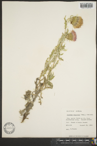 Cirsium discolor image