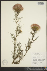 Cirsium discolor image