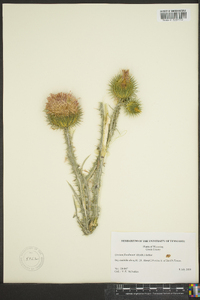 Cirsium flodmanii image