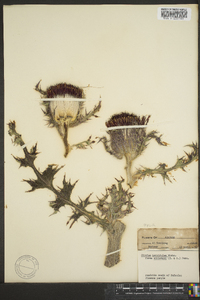 Cirsium horridulum image