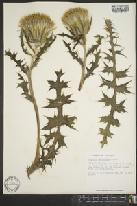 Cirsium horridulum image