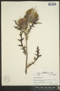Cirsium horridulum image