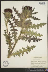 Cirsium horridulum image