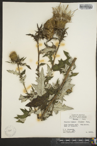 Cirsium altissimum image