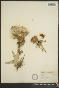 Cirsium altissimum image