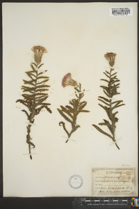 Cirsium repandum image