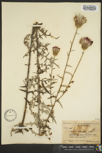 Cirsium repandum image