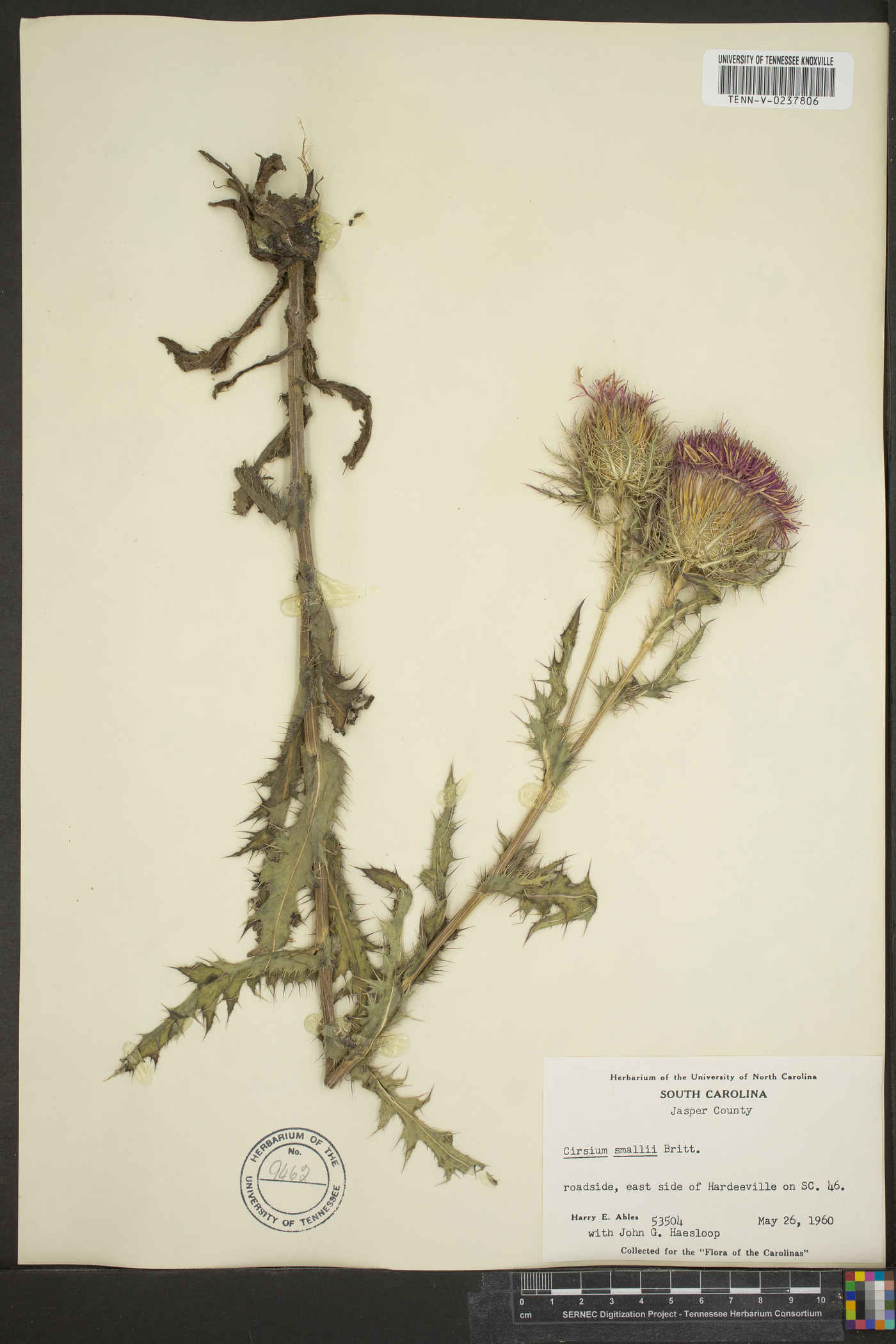 Cirsium smallii image