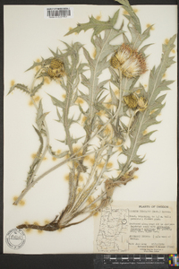 Cirsium undulatum image