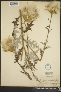 Cirsium undulatum image