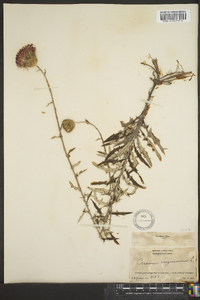 Cirsium virginianum image