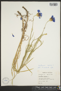 Centaurea cyanus image