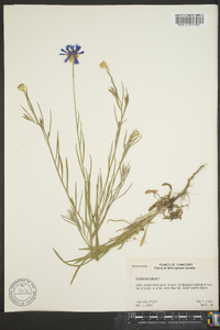 Centaurea cyanus image