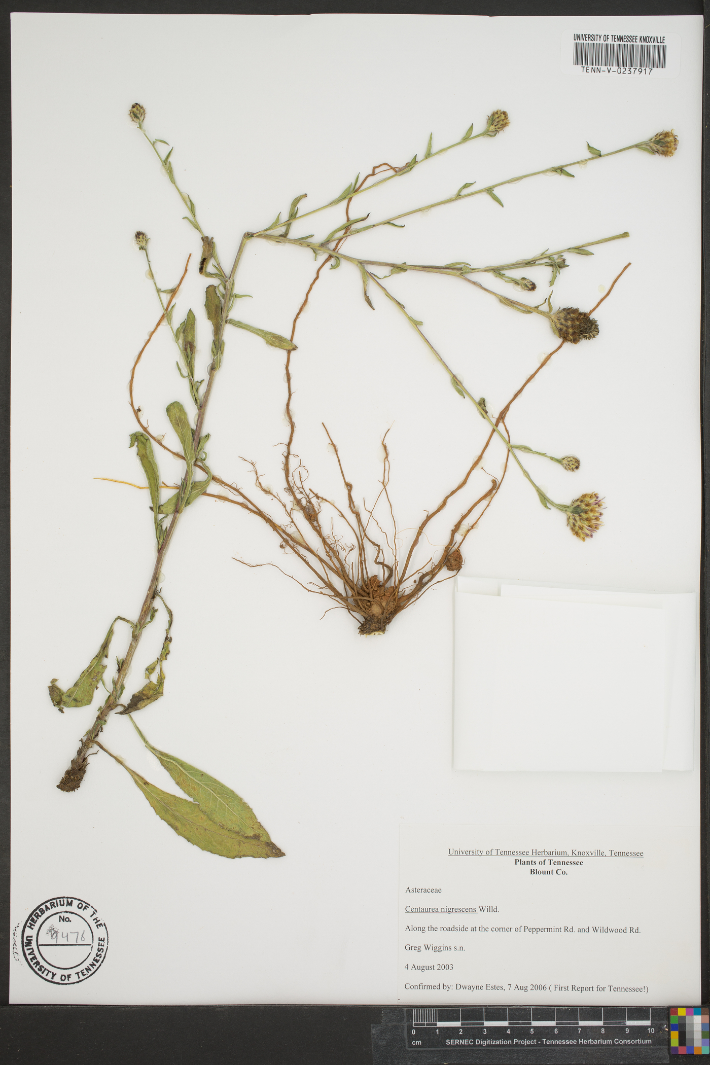 Centaurea nigrescens image