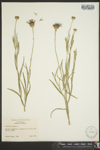 Centaurea cyanus image