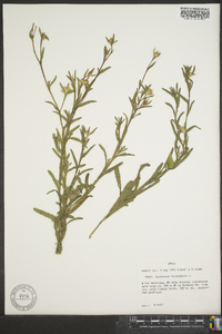 Centaurea melitensis image