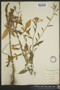 Centaurea nigra image