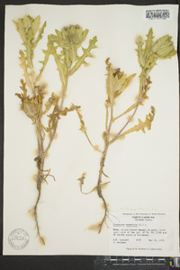 Centaurea benedicta image