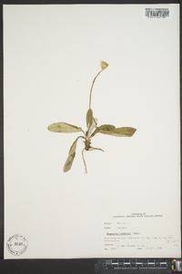 Chaptalia tomentosa image