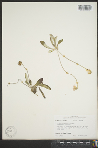 Chaptalia tomentosa image