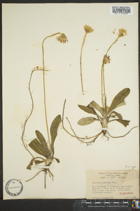 Chaptalia tomentosa image