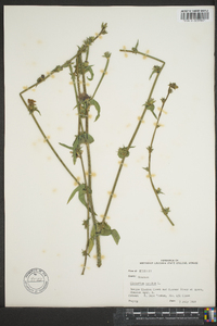 Cichorium intybus image