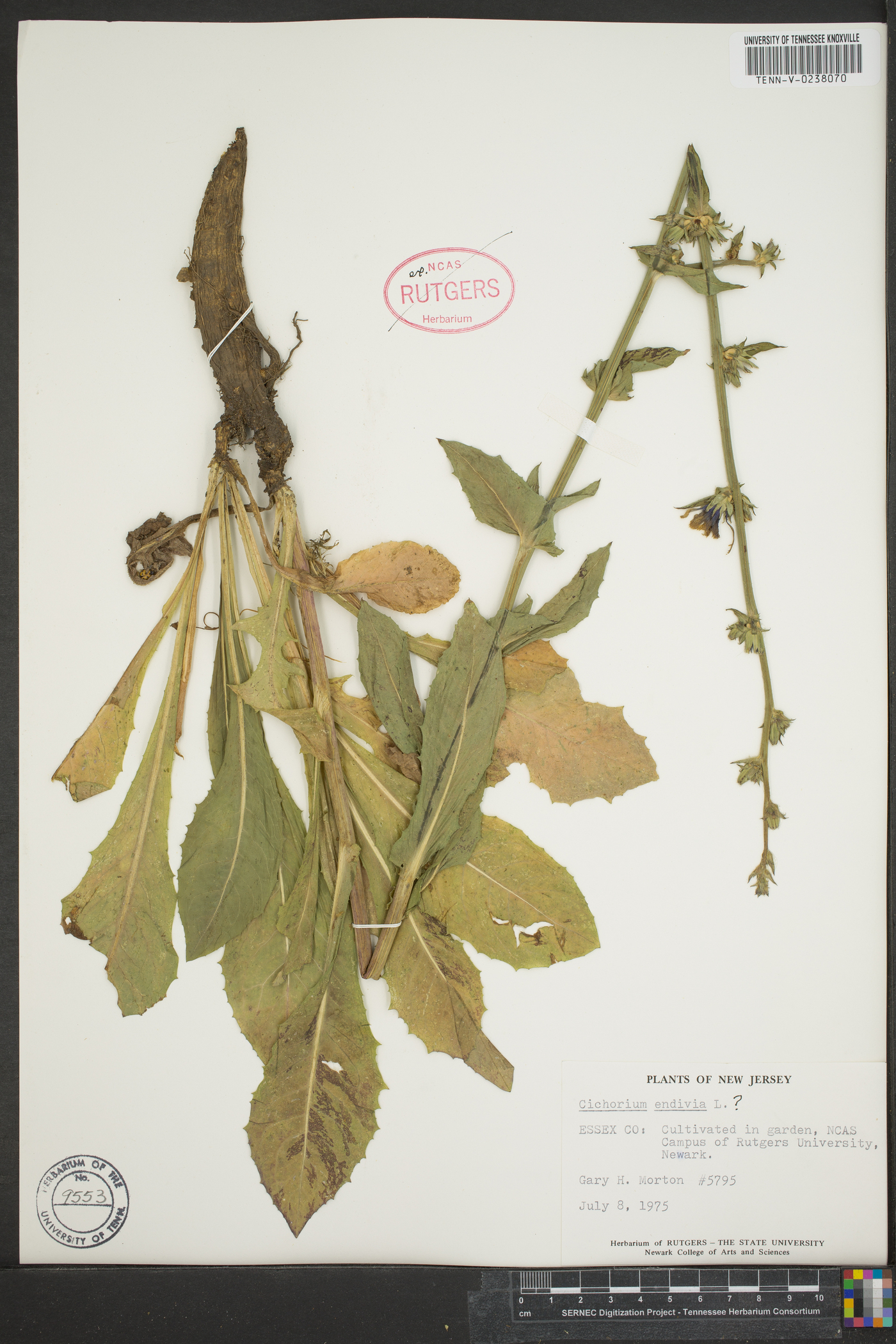 Cichorium endivia image