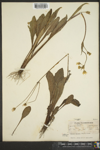 Krigia biflora image