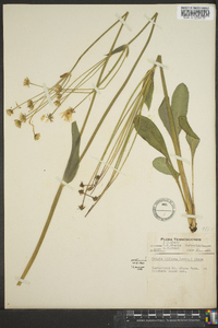 Krigia biflora image