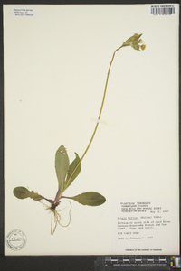 Krigia biflora image