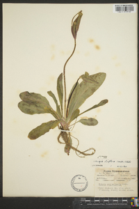 Krigia biflora image