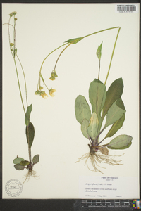 Krigia biflora image