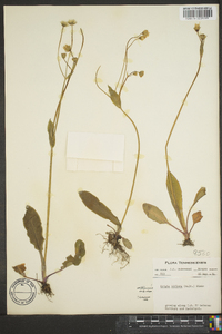 Krigia biflora image