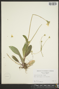 Krigia biflora image