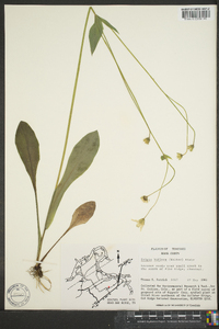 Krigia biflora image