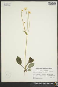 Krigia biflora image