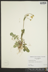 Krigia biflora image