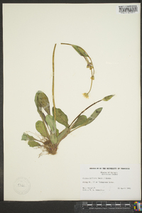 Krigia biflora image