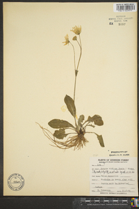 Krigia biflora image