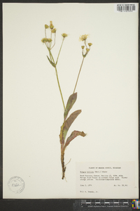 Krigia biflora image