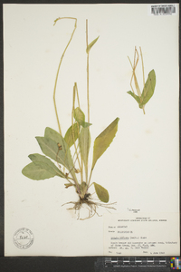 Krigia biflora image