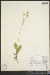 Krigia biflora image