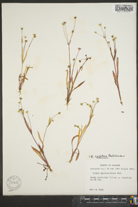 Krigia biflora image