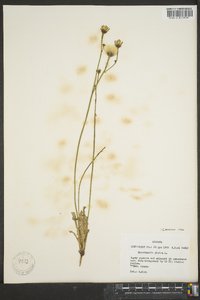 Hypochaeris glabra image