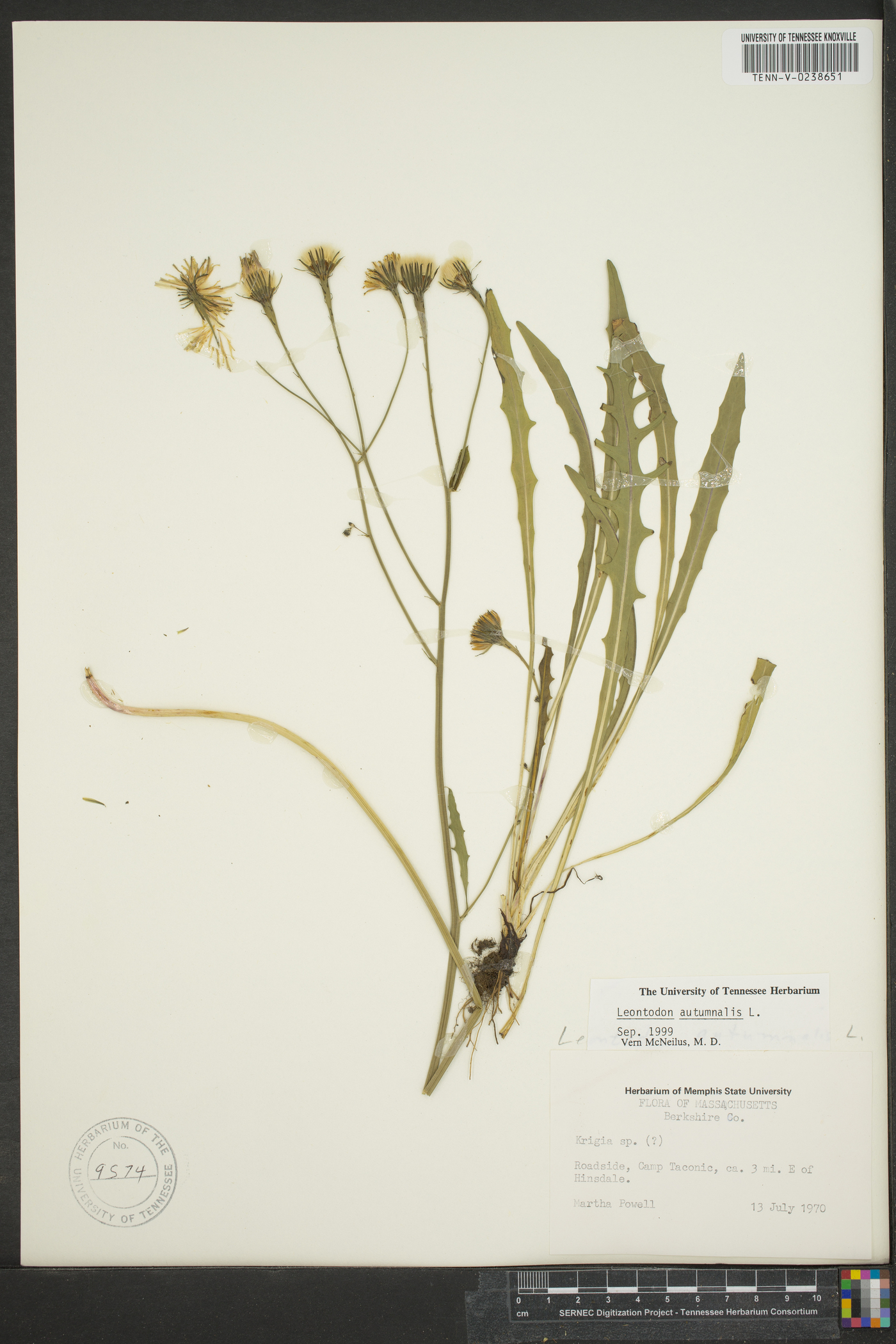 Leontodon autumnalis image