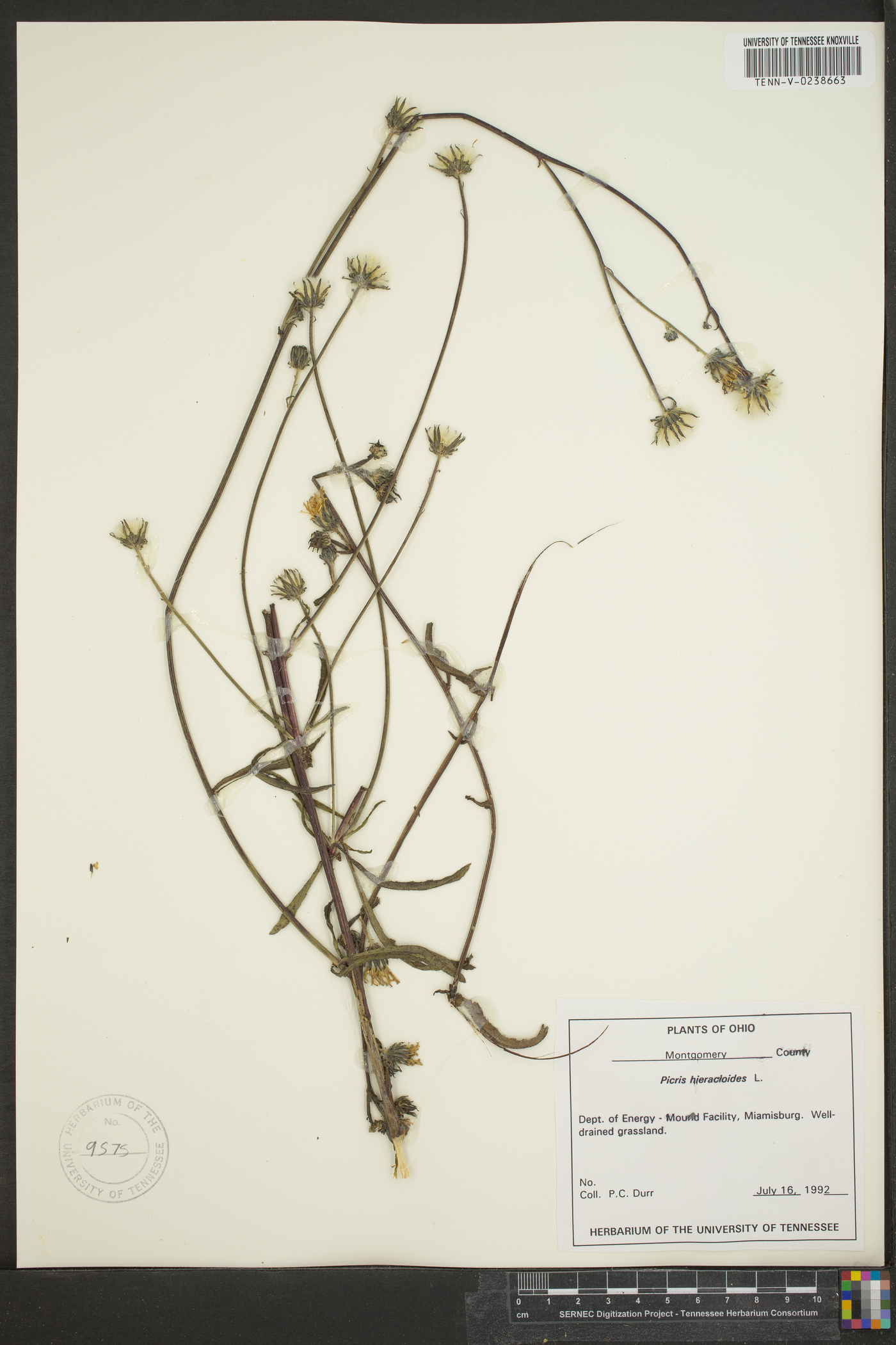 Picris hieracioides image
