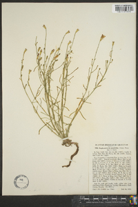 Stephanomeria tenuifolia image