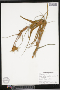 Tragopogon pratensis image