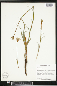 Tragopogon pratensis image