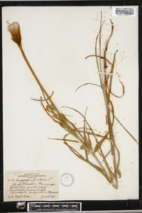 Tragopogon pratensis image